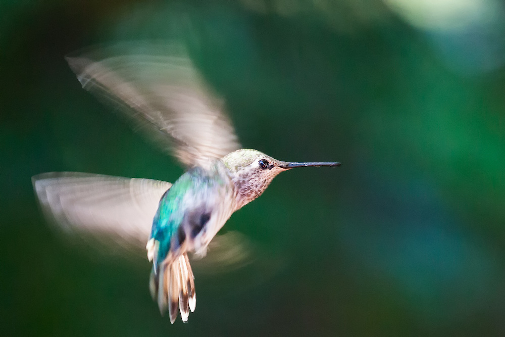 hummingbird_in_motion.jpg