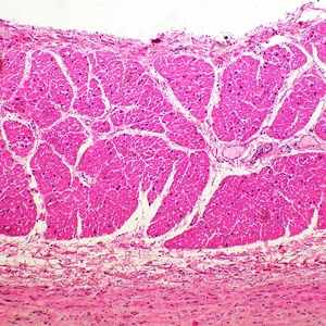 Микроскоп биологический MAGUS Bio 260T, фото 11