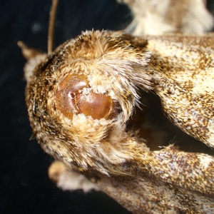 Микроскоп стереоскопический MAGUS Stereo A18T, фото 13