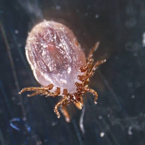 Микроскоп стереоскопический MAGUS Stereo A18T, фото 11