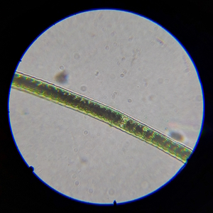 Микроскоп школьный Микромед Эврика SMART 40х-1280х в текстильном кейсе, фото 17