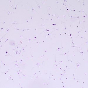 Микроскоп биологический MAGUS Bio 260T, фото 14