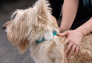 Умный ошейник и GPS-трекер для собак Mishiko белый (ежемесячный), фото 5