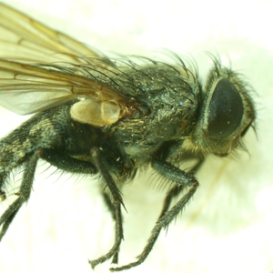 Микроскоп стереоскопический MAGUS Stereo A6, фото 9