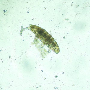 Микроскоп биологический инвертированный цифровой MAGUS Bio VD300 LCD, фото 18