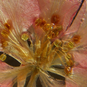 Микроскоп стереоскопический MAGUS Stereo A6, фото 10