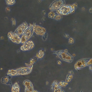 Микроскоп биологический инвертированный MAGUS Bio V360, фото 26