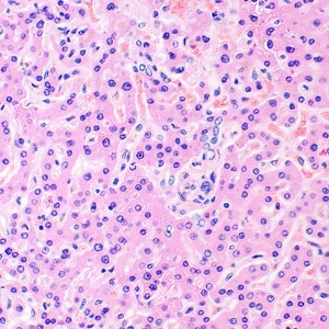 Микроскоп биологический MAGUS Bio 290T, фото 15