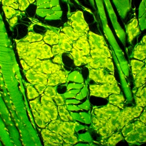 Микроскоп люминесцентный MAGUS Lum 450L, фото 14