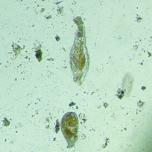 Микроскоп биологический инвертированный цифровой MAGUS Bio VD300 LCD, фото 19