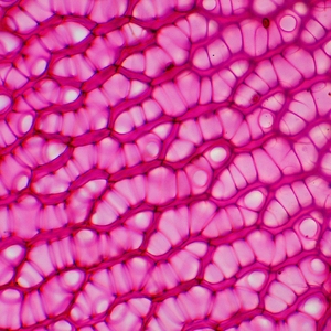 Микроскоп биологический цифровой MAGUS Bio D230TL LCD, фото 24