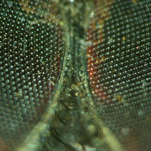 Микроскоп стереоскопический MAGUS Stereo A18T, фото 12