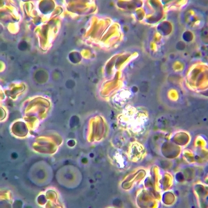 Микроскоп биологический MAGUS Bio 260T, фото 16