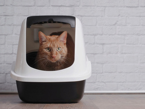 Автоматический устранитель запахов для кошачьего туалета Petoneer Odor Eliminator, фото 4