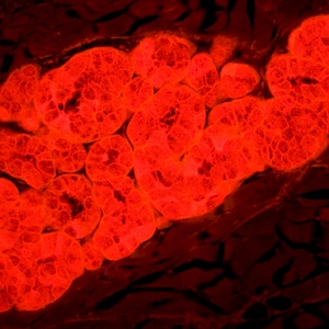 Микроскоп люминесцентный MAGUS Lum 450L, фото 16