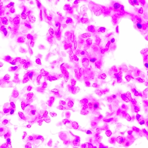 Микроскоп биологический MAGUS Bio 270T, фото 15