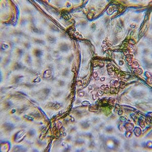 Микроскоп школьный Микромед Эврика SMART 40х-1280х в текстильном кейсе, фото 14