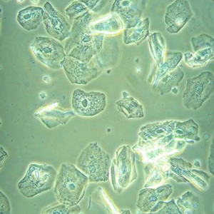 Микроскоп биологический инвертированный MAGUS Bio V360, фото 23