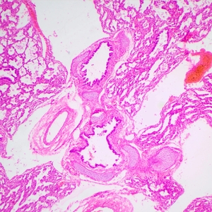 Микроскоп биологический MAGUS Bio 240T, фото 14