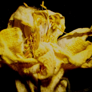 Микроскоп стереоскопический цифровой MAGUS Stereo D9T LCD, фото 10