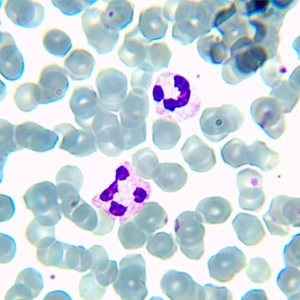 Микроскоп биологический цифровой MAGUS Bio D230TL LCD, фото 25