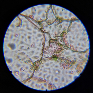 Микроскоп школьный Микромед Эврика SMART 40х-1280х в текстильном кейсе, фото 15