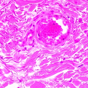 Микроскоп биологический MAGUS Bio 290T, фото 11