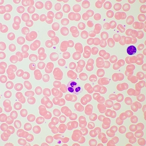 Микроскоп биологический MAGUS Bio 260T, фото 13