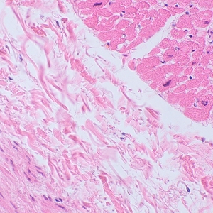 Микроскоп биологический цифровой MAGUS Bio D250TL, фото 15