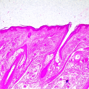 Микроскоп биологический MAGUS Bio 290T, фото 10