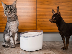 Умная поилка-фонтан с WiFi для кошек и собак Petoneer Fresco Ultra, фото 9