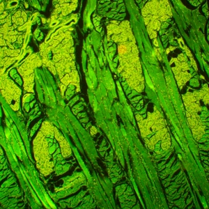 Микроскоп люминесцентный MAGUS Lum 450L, фото 12