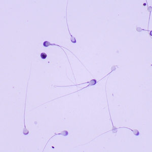 Микроскоп биологический MAGUS Bio 260T, фото 15