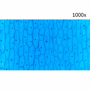 Цифровой микроскоп МИКМЕД LCD 1000Х 2.0LB, фото 12